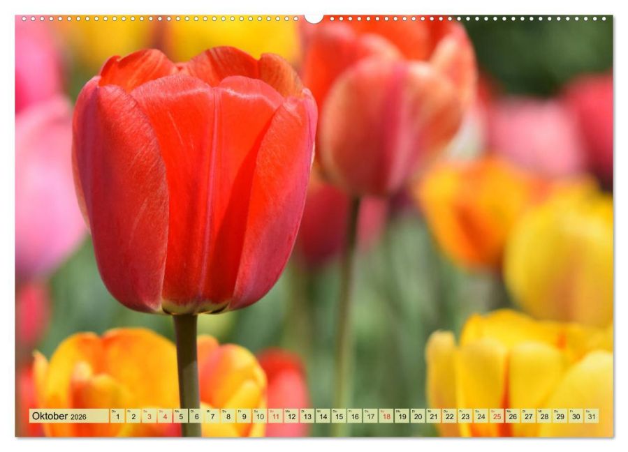 additionalImage1
