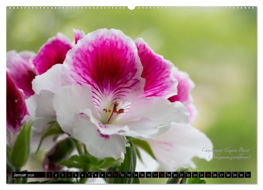 additionalImage5