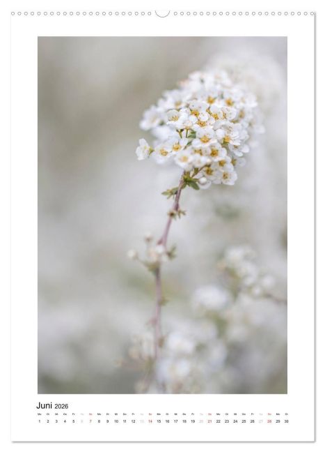 additionalImage11