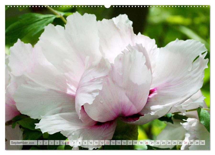 additionalImage14