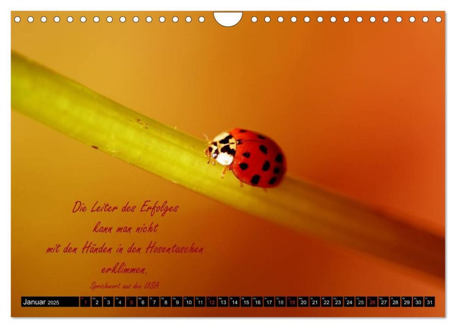 additionalImage6