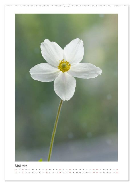 additionalImage10