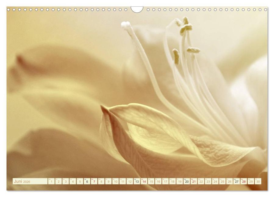 additionalImage11