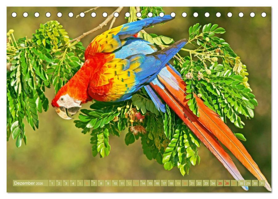 additionalImage4