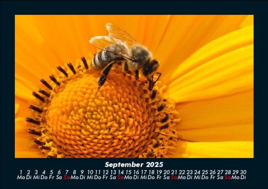 additionalImage1