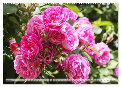 additionalImage11