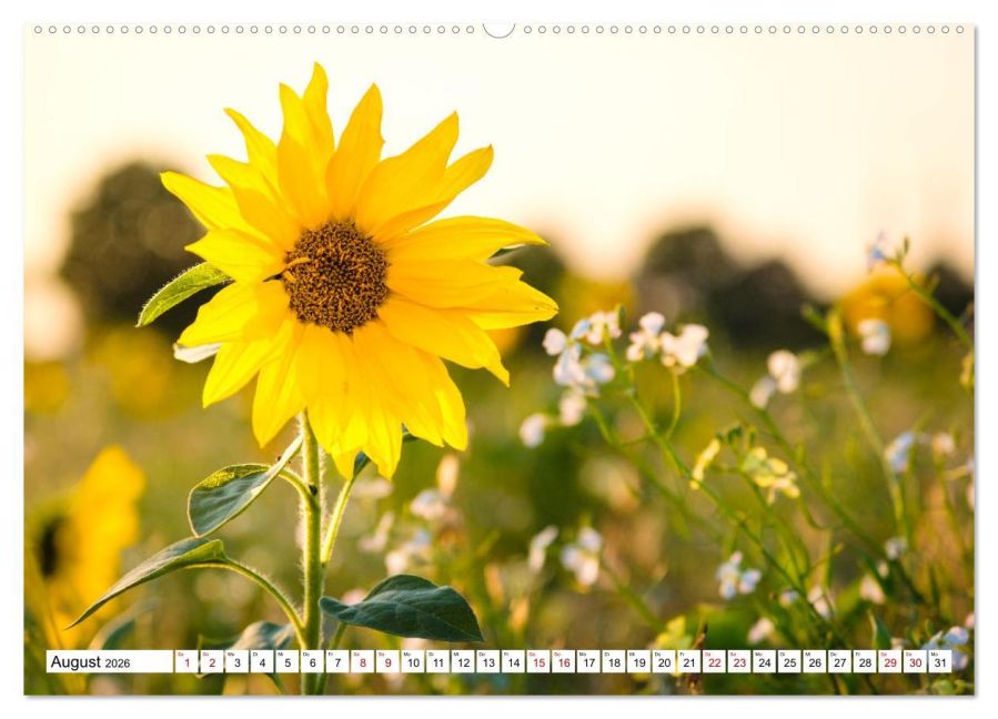 additionalImage12