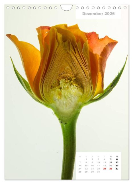 additionalImage4