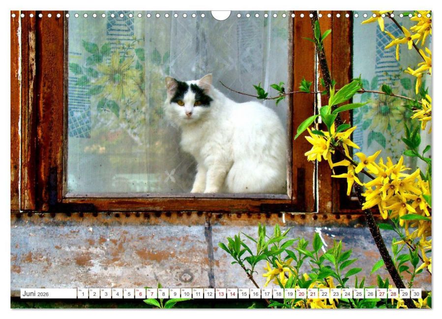 additionalImage11