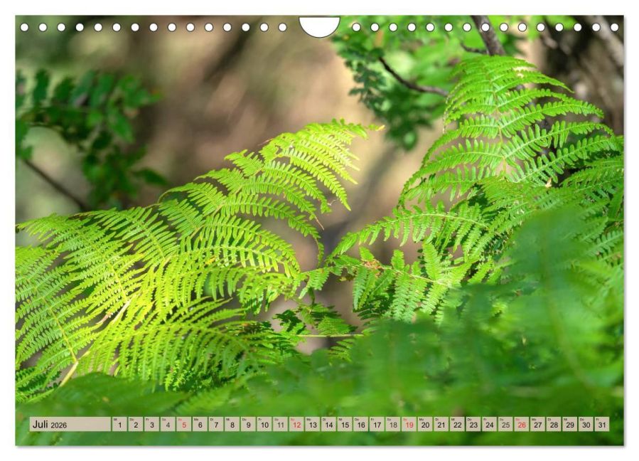 additionalImage12