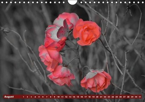 additionalImage8