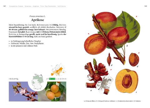 additionalImage1