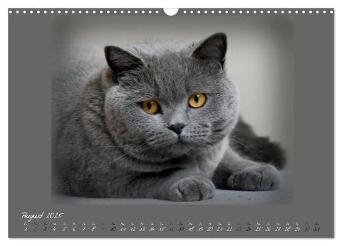 additionalImage13