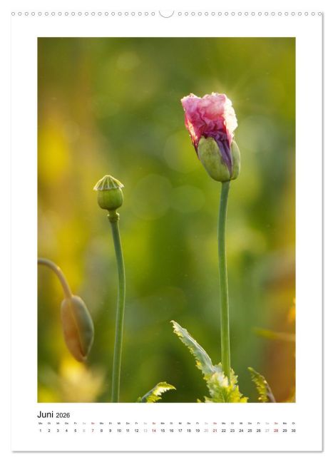 additionalImage11