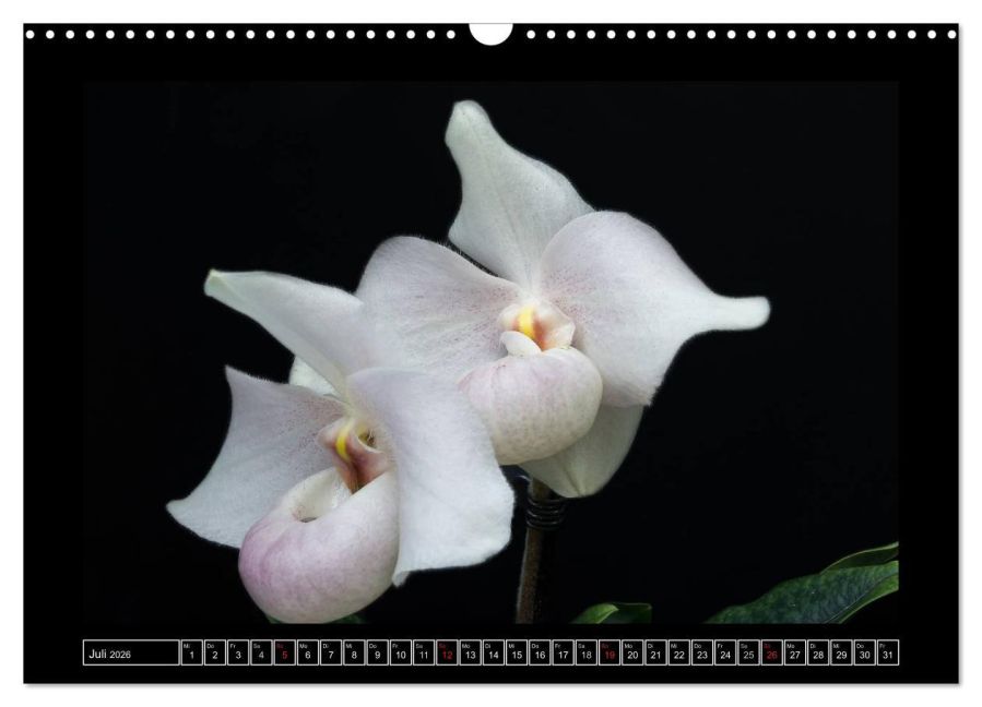 additionalImage12