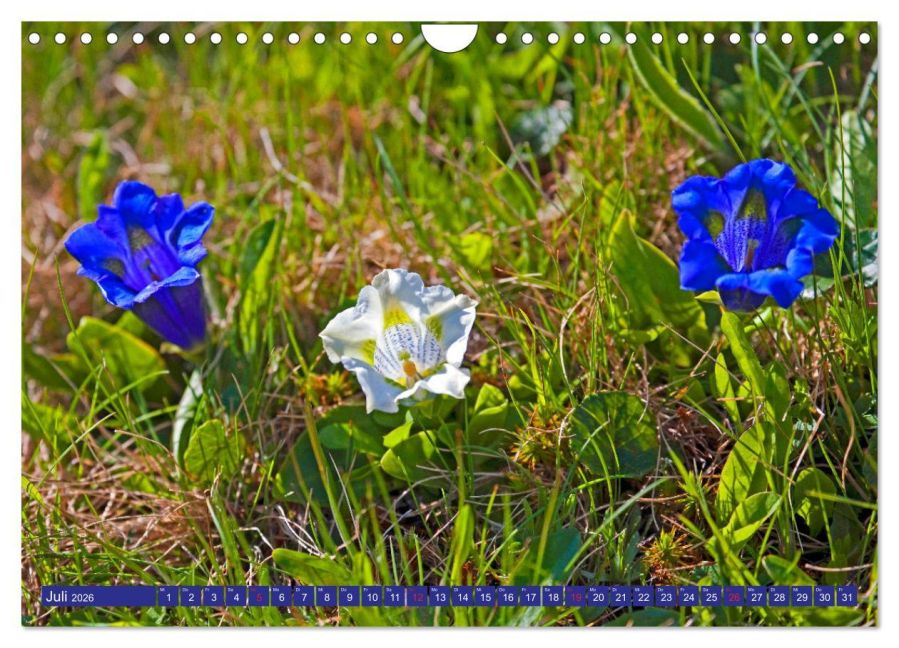 additionalImage12