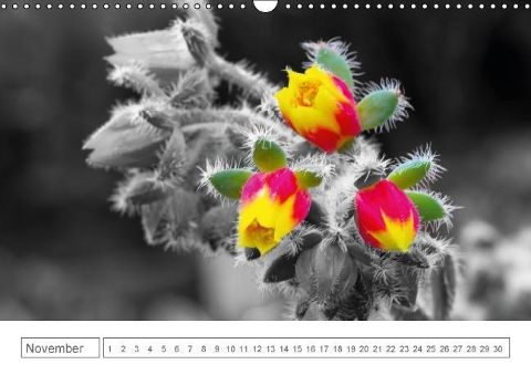 additionalImage11