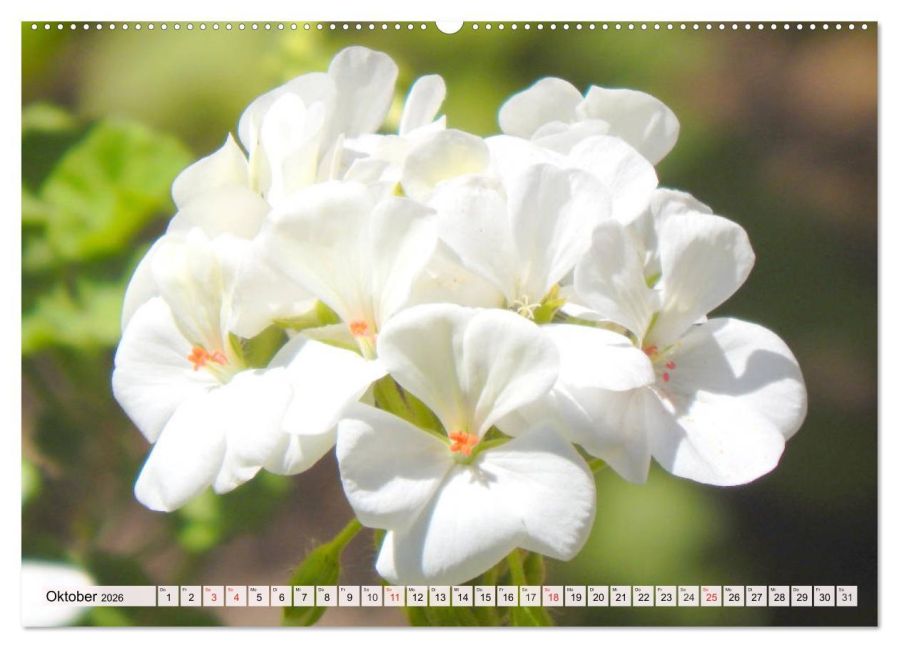 additionalImage1