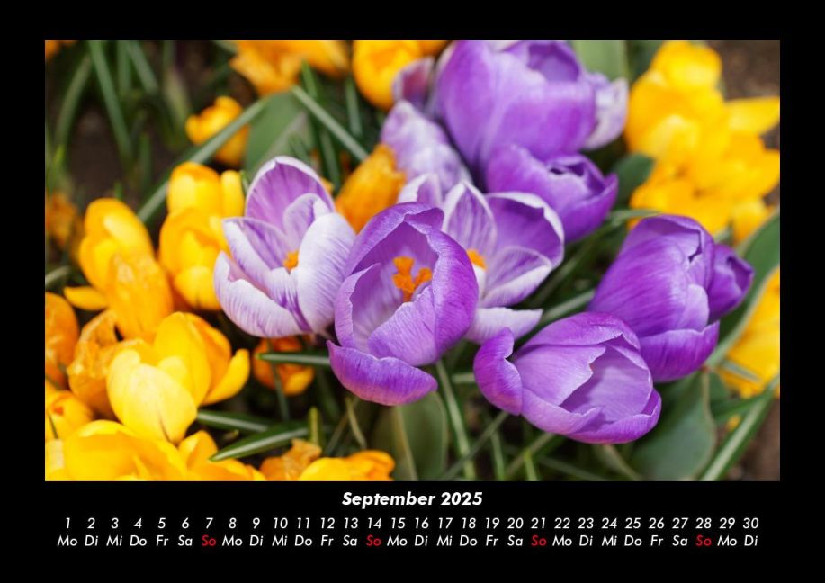 additionalImage1