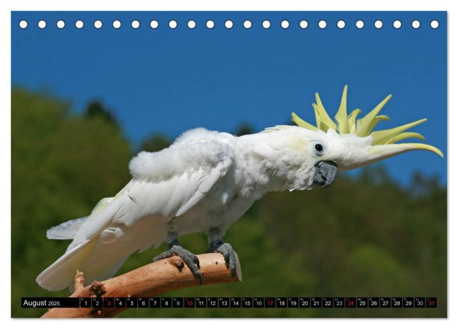 additionalImage13