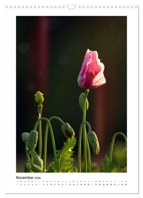 additionalImage3