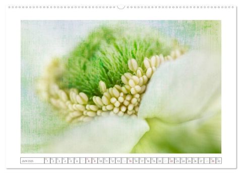 additionalImage11