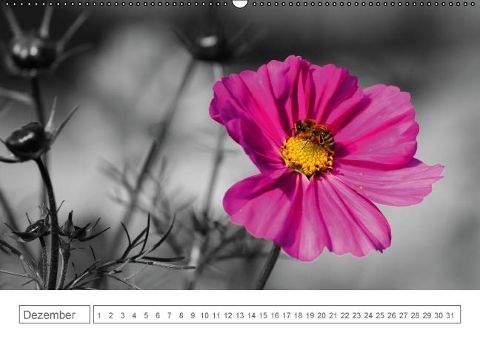 additionalImage12