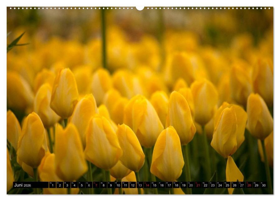 additionalImage11