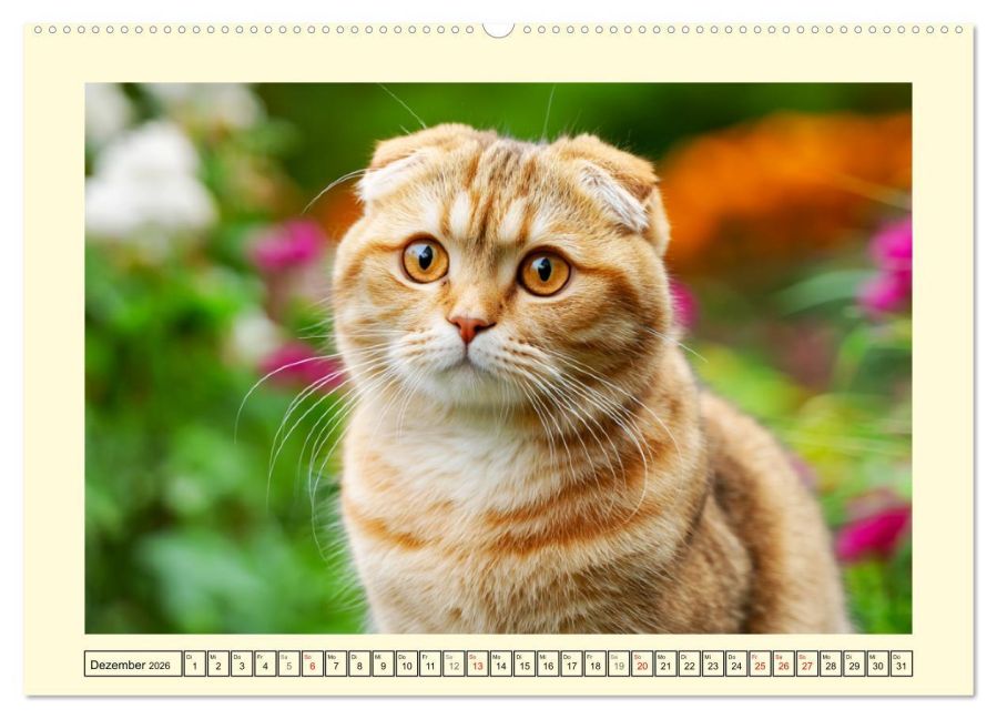 additionalImage4