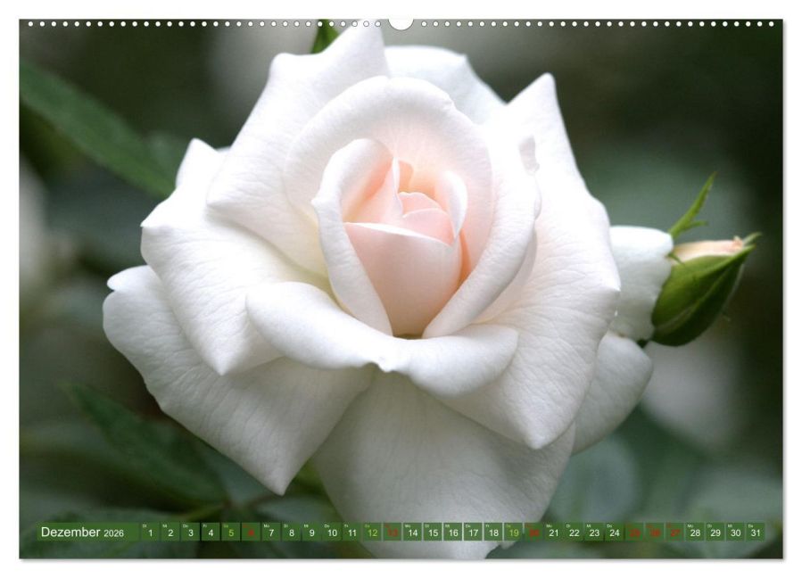 additionalImage4