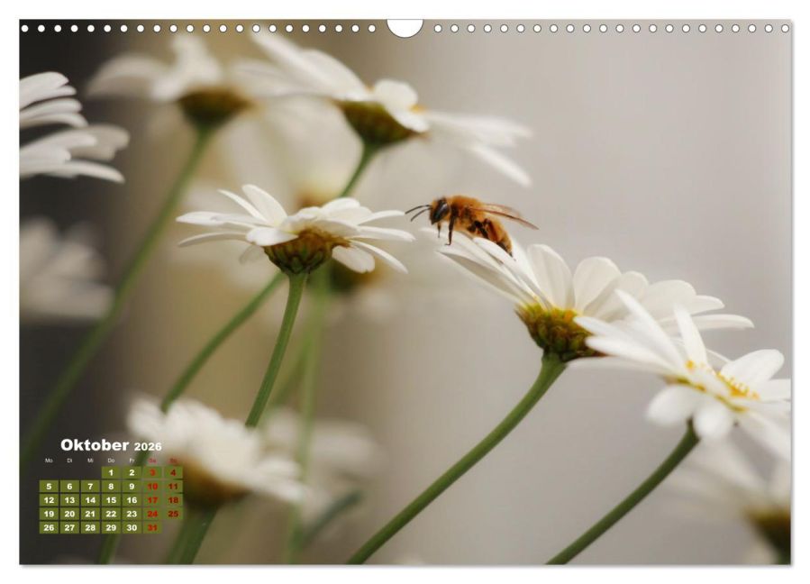 additionalImage2