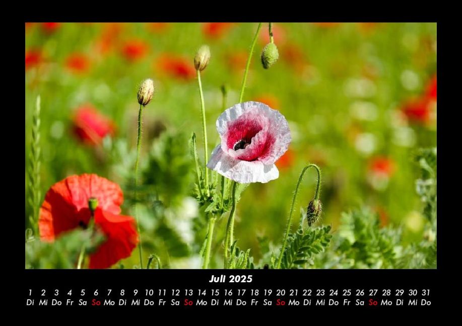additionalImage11